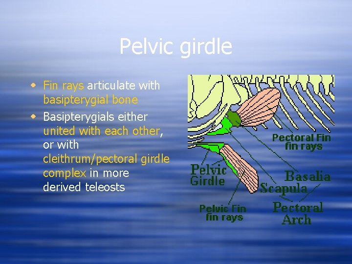 Pelvic girdle w Fin rays articulate with basipterygial bone w Basipterygials either united with