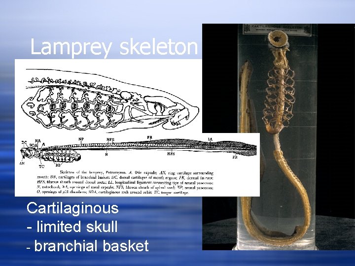 Lamprey skeleton Cartilaginous - limited skull - branchial basket 