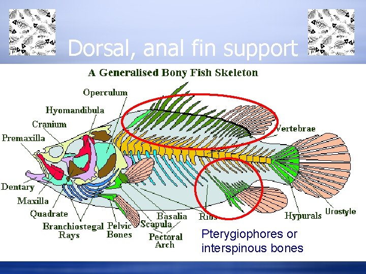 Dorsal, anal fin support Pterygiophores or interspinous bones 