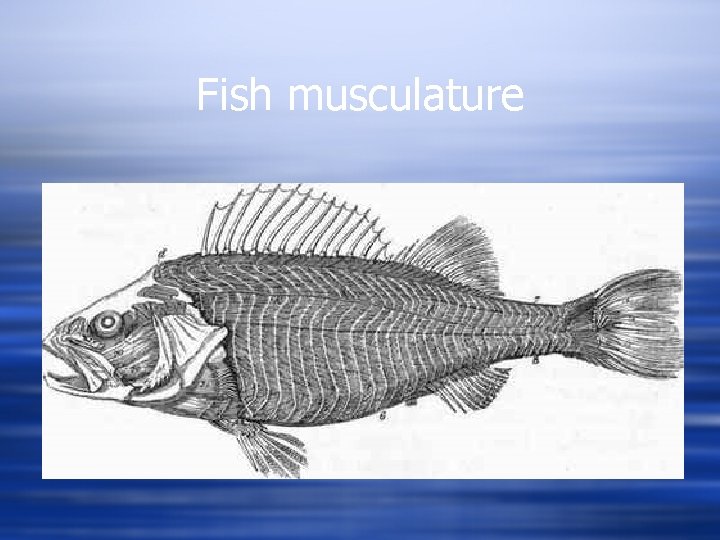 Fish musculature 
