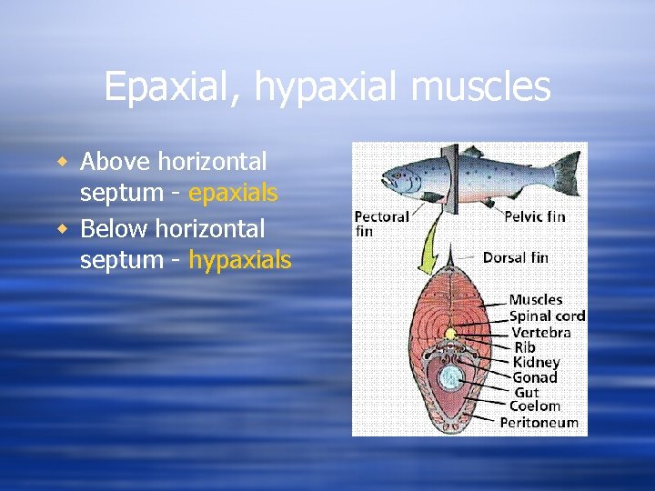 Epaxial, hypaxial muscles w Above horizontal septum - epaxials w Below horizontal septum -