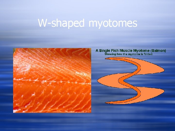W-shaped myotomes 