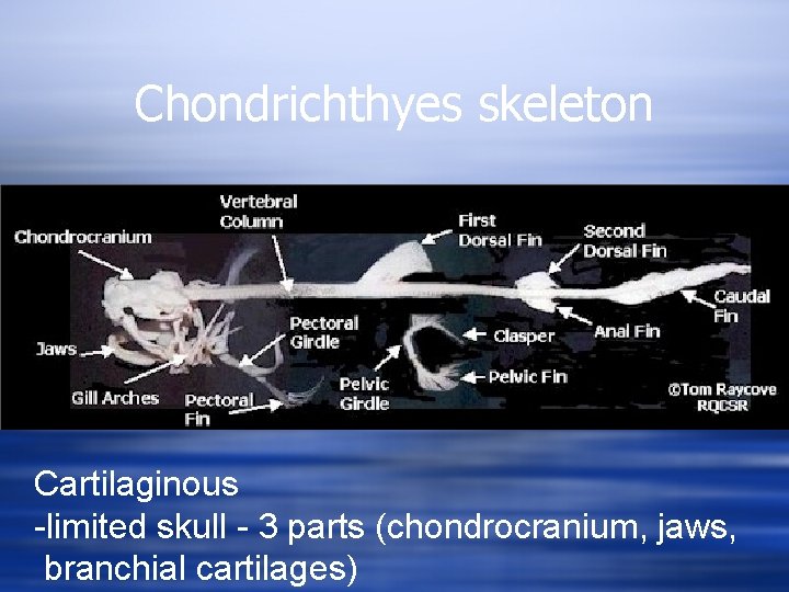 Chondrichthyes skeleton Cartilaginous -limited skull - 3 parts (chondrocranium, jaws, branchial cartilages) 