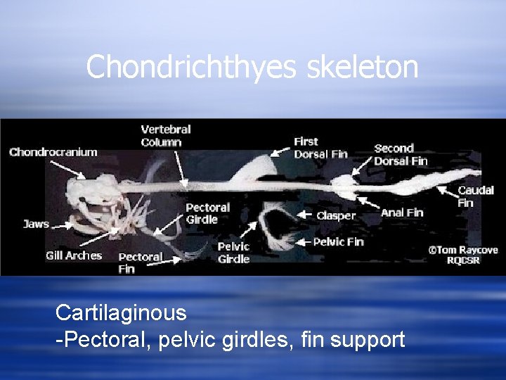 Chondrichthyes skeleton Cartilaginous -Pectoral, pelvic girdles, fin support 