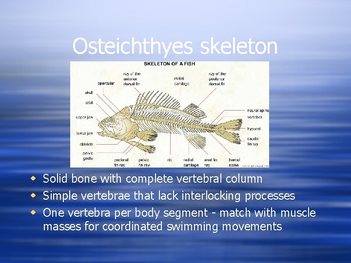 Osteichthyes skeleton w Solid bone with complete vertebral column w Simple vertebrae that lack