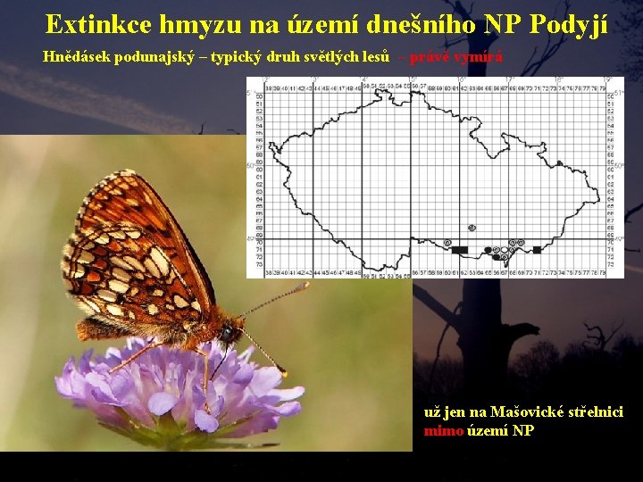 Extinkce hmyzu na území dnešního NP Podyjí Hnědásek podunajský – typický druh světlých lesů