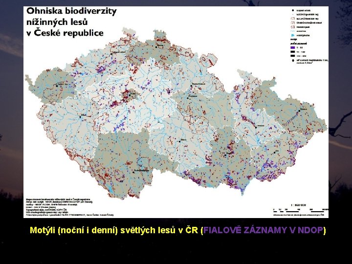 Motýli (noční i denní) světlých lesů v ČR (FIALOVĚ ZÁZNAMY V NDOP) 