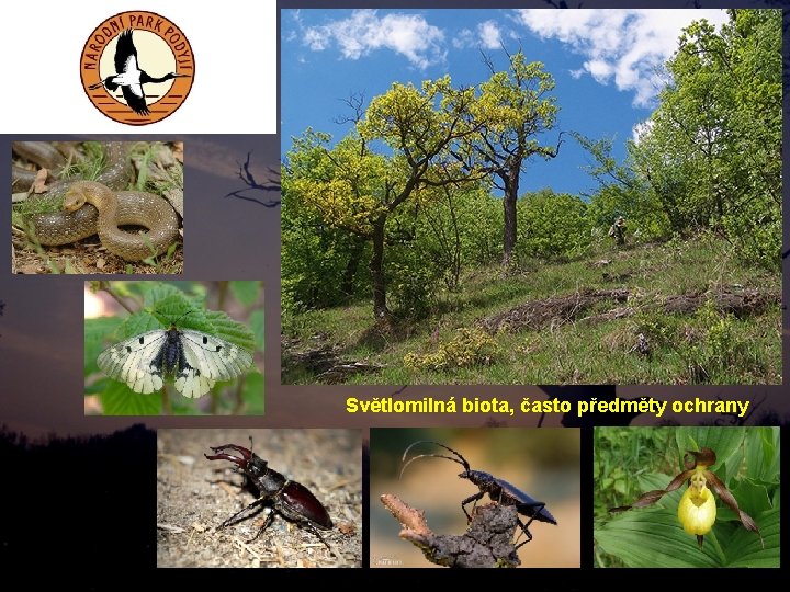 Světlomilná biota, často předměty ochrany 