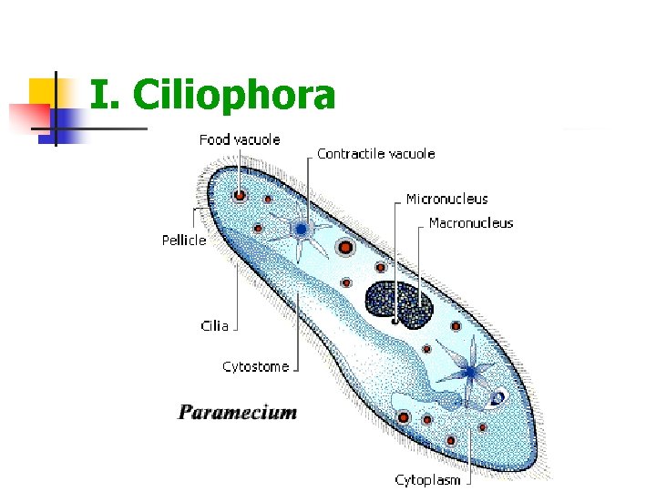 I. Ciliophora 