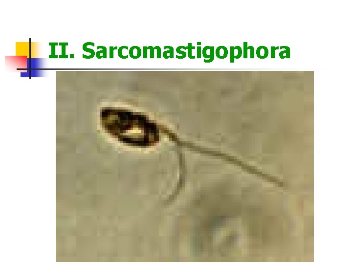 II. Sarcomastigophora 