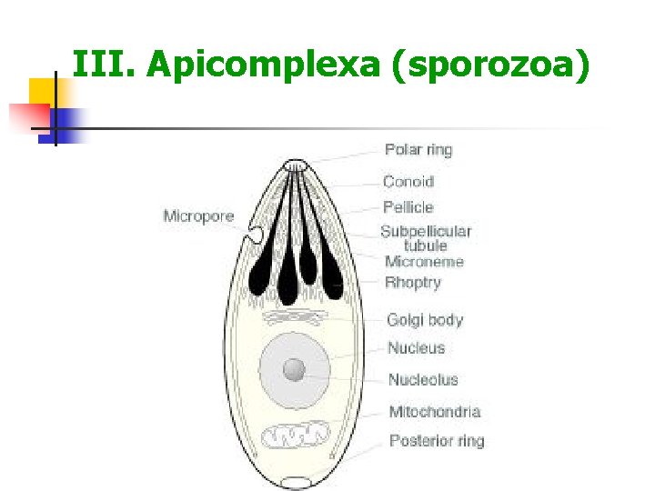 III. Apicomplexa (sporozoa) 