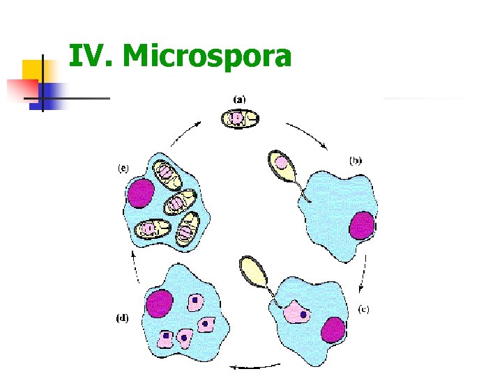 IV. Microspora 
