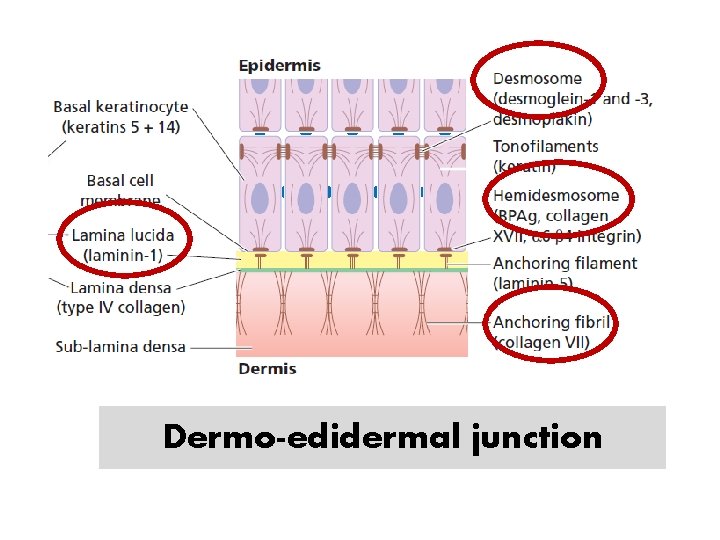 Dermo-edidermal junction 