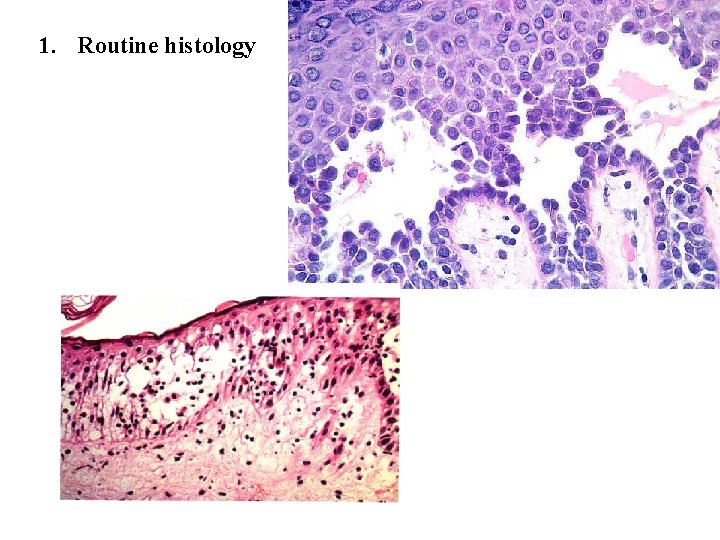 1. Routine histology 