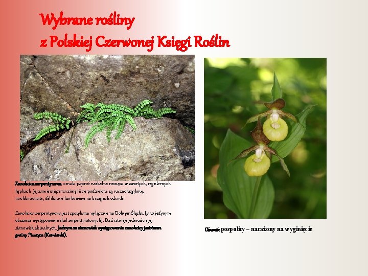 Wybrane rośliny z Polskiej Czerwonej Księgi Roślin Zanokcica serpentynowa - mała paproć naskalna rosnąca