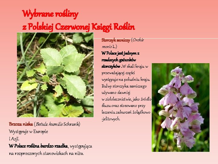 Wybrane rośliny z Polskiej Czerwonej Księgi Roślin Brzoza niska (Betula humilis Schrank) Występuje w