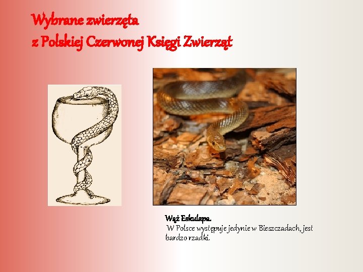 Wybrane zwierzęta z Polskiej Czerwonej Księgi Zwierząt Wąż Eskulapa. W Polsce występuje jedynie w