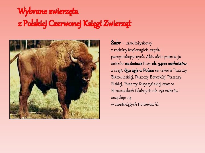Wybrane zwierzęta z Polskiej Czerwonej Księgi Zwierząt Żubr – ssak łożyskowy z rodziny krętorogich,