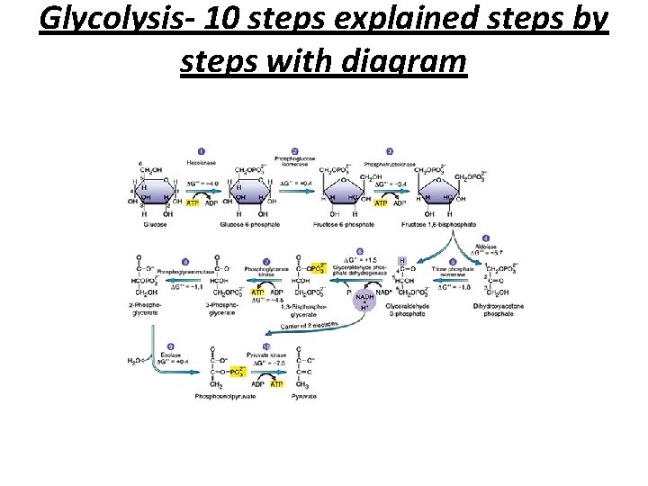 Glycolysis- 10 steps explained steps by steps with diagram 