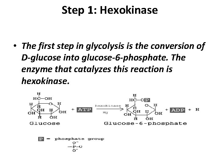 Step 1: Hexokinase • The first step in glycolysis is the conversion of D-glucose