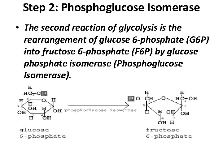 Step 2: Phosphoglucose Isomerase • The second reaction of glycolysis is the rearrangement of