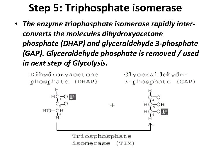Step 5: Triphosphate isomerase • The enzyme triophosphate isomerase rapidly inter- converts the molecules