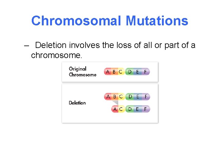 Chromosomal Mutations – Deletion involves the loss of all or part of a chromosome.