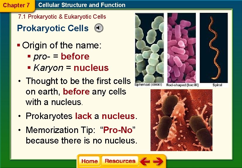Chapter 7 Cellular Structure and Function 7. 1 Prokaryotic & Eukaryotic Cells Prokaryotic Cells