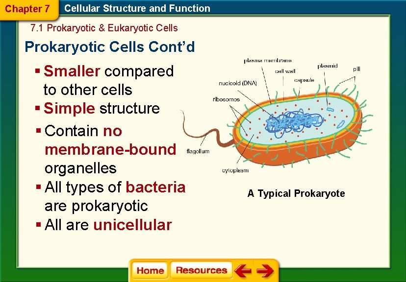 Chapter 7 Cellular Structure and Function 7. 1 Prokaryotic & Eukaryotic Cells Prokaryotic Cells
