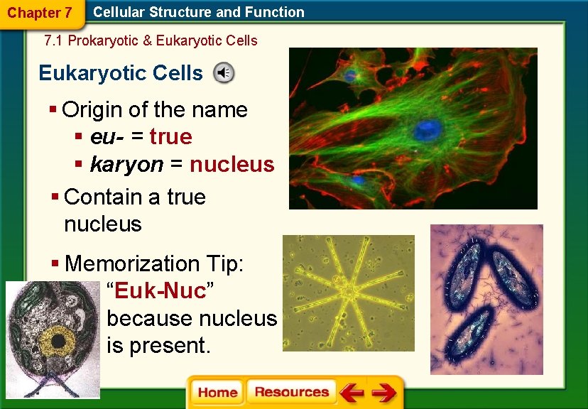 Chapter 7 Cellular Structure and Function 7. 1 Prokaryotic & Eukaryotic Cells § Origin