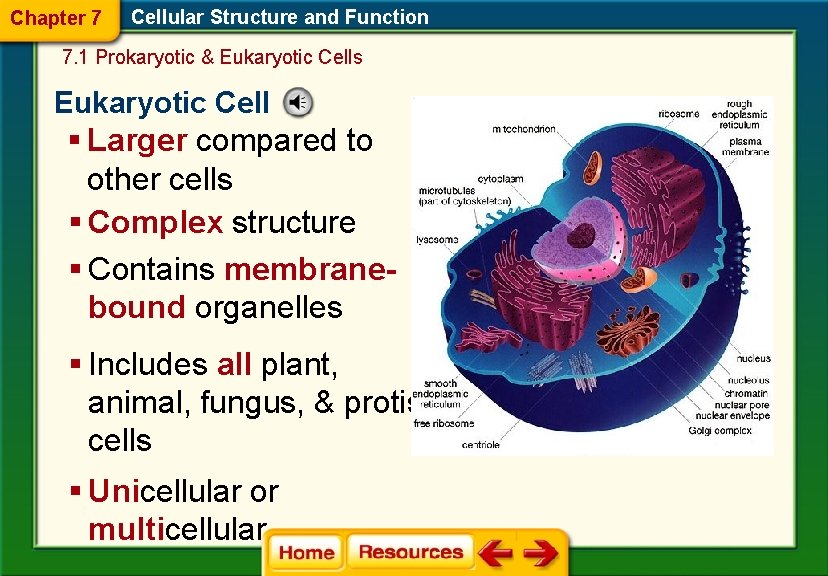 Chapter 7 Cellular Structure and Function 7. 1 Prokaryotic & Eukaryotic Cells Eukaryotic Cell