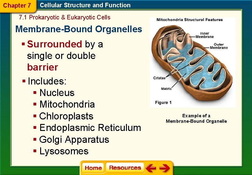 Chapter 7 Cellular Structure and Function 7. 1 Prokaryotic & Eukaryotic Cells Membrane-Bound Organelles