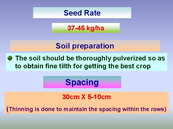 Seed Rate 37 -45 kg/ha Soil preparation The soil should be thoroughly pulverized so