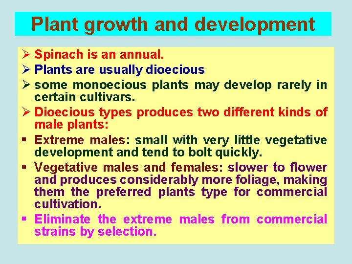 Plant growth and development Ø Spinach is an annual. Ø Plants are usually dioecious