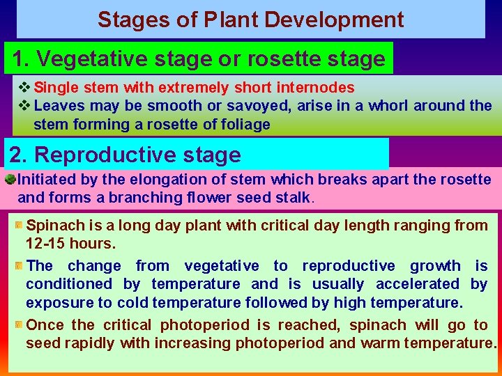 Stages of Plant Development 1. Vegetative stage or rosette stage v Single stem with