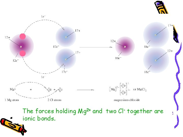 2+ and two Cl- together are 2+ -) are The forces holding Mg Two