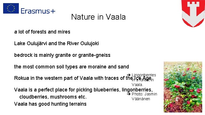 Nature in Vaala a lot of forests and mires Lake Oulujärvi and the River