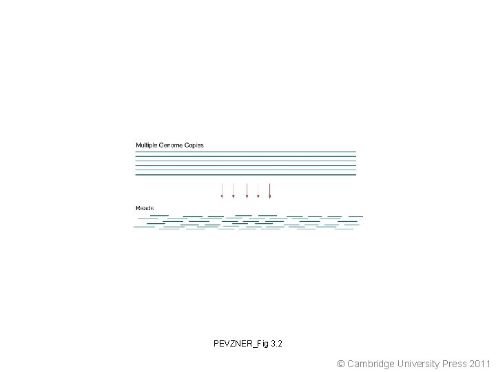 PEVZNER_Fig 3. 2 © Cambridge University Press 2011 