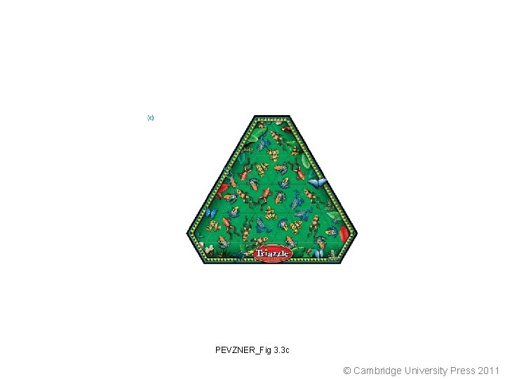 PEVZNER_Fig 3. 3 c © Cambridge University Press 2011 