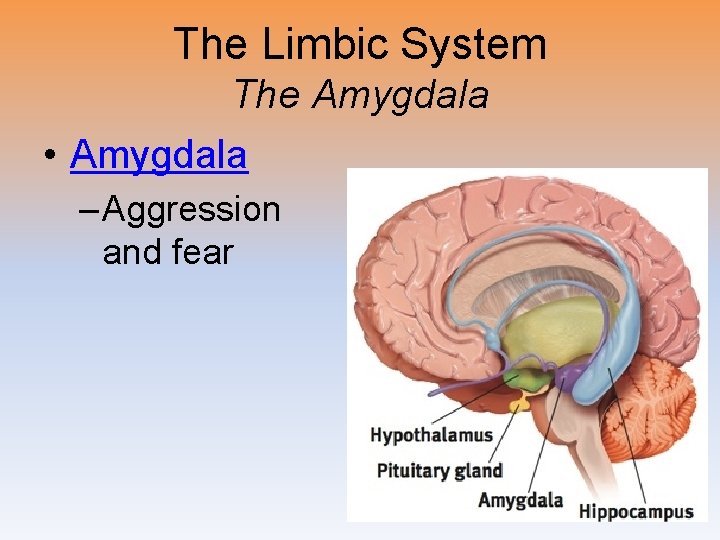 The Limbic System The Amygdala • Amygdala – Aggression and fear 