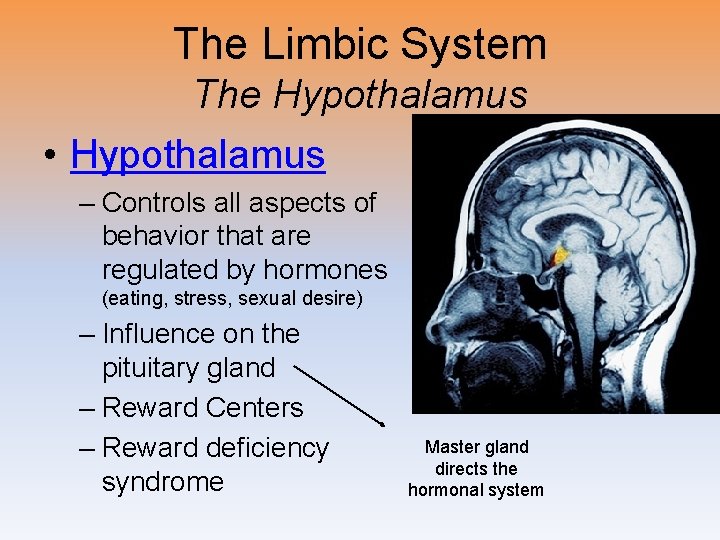 The Limbic System The Hypothalamus • Hypothalamus – Controls all aspects of behavior that