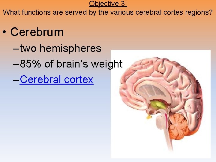 Objective 3: What functions are served by the various cerebral cortes regions? • Cerebrum