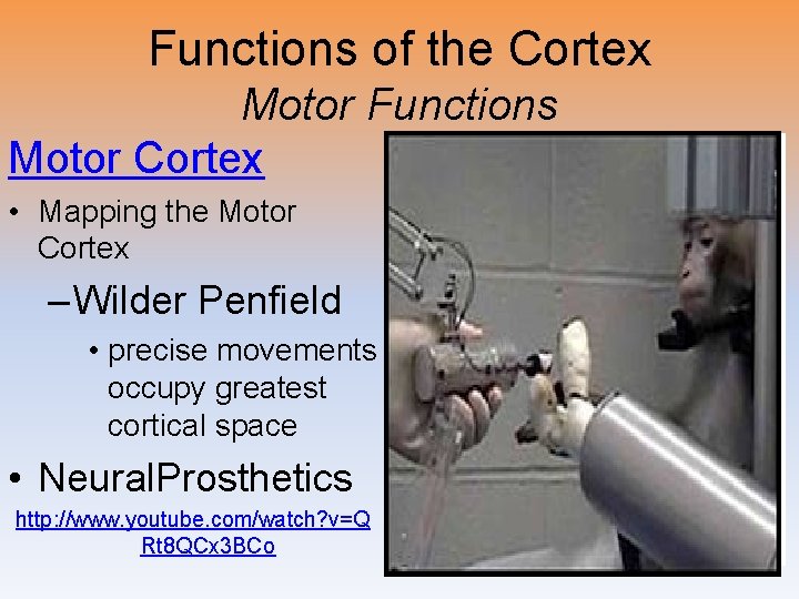 Functions of the Cortex Motor Functions Motor Cortex • Mapping the Motor Cortex –