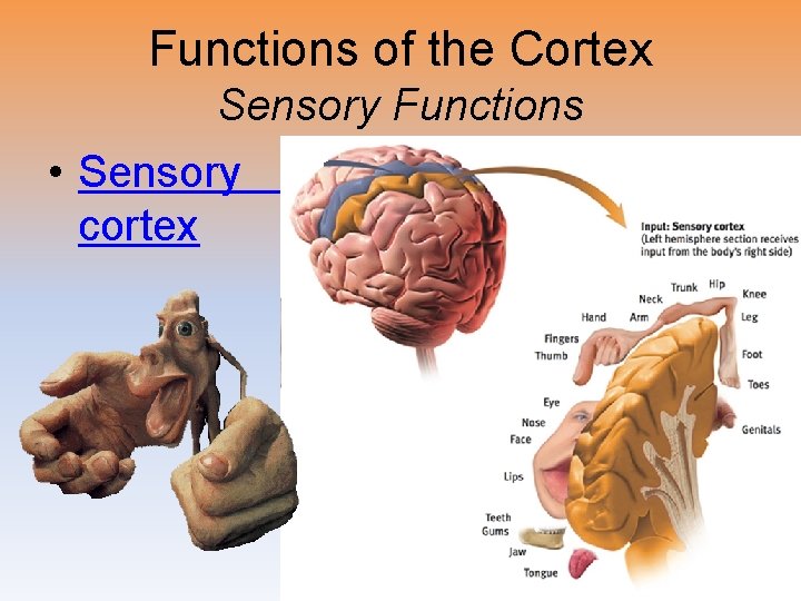 Functions of the Cortex Sensory Functions • Sensory cortex 