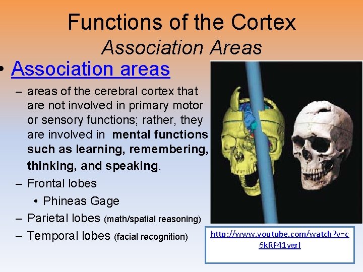 Functions of the Cortex Association Areas • Association areas – areas of the cerebral
