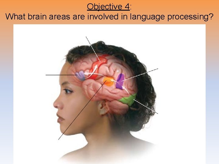 Objective 4: What brain areas are involved in language processing? 