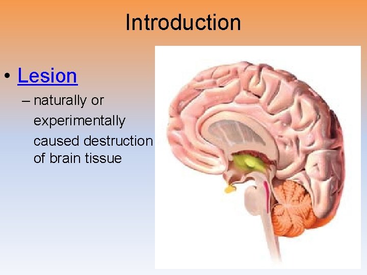 Introduction • Lesion – naturally or experimentally caused destruction of brain tissue 