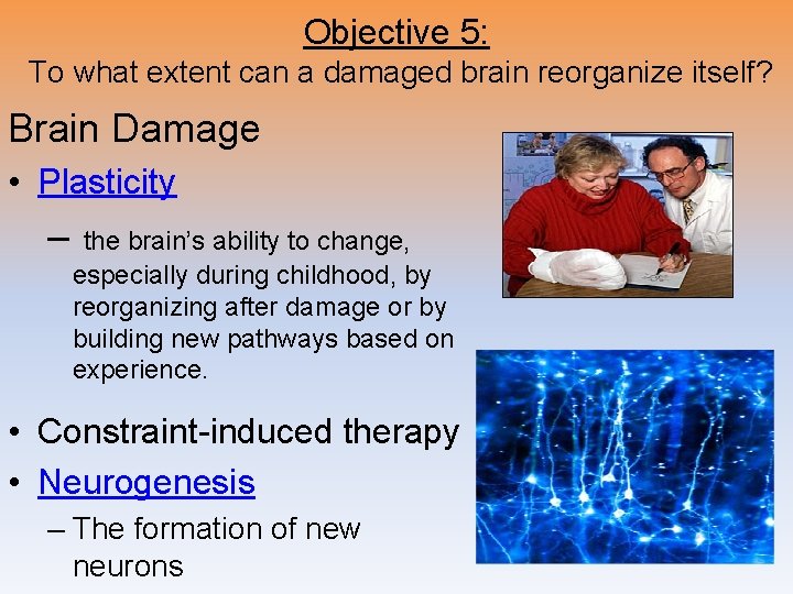 Objective 5: To what extent can a damaged brain reorganize itself? Brain Damage •