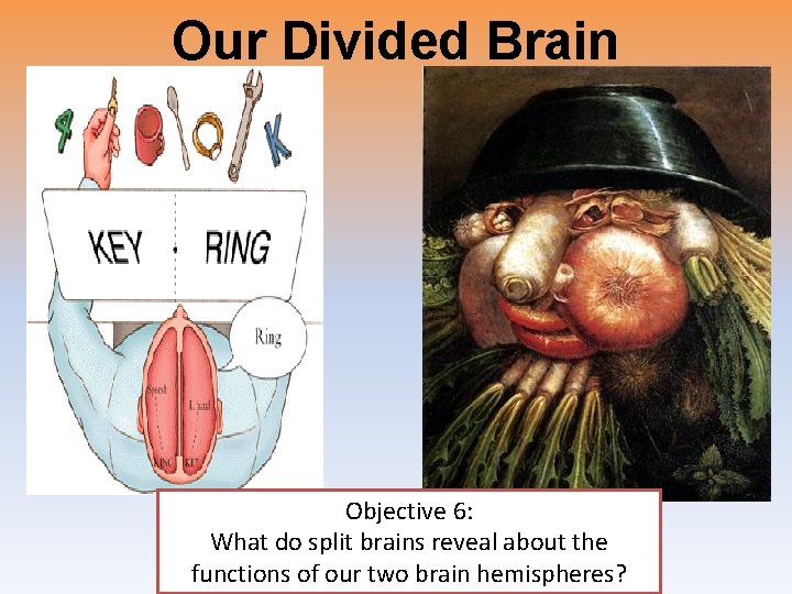 Our Divided Brain Objective 6: What do split brains reveal about the functions of