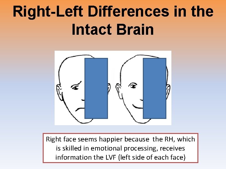 Right-Left Differences in the Intact Brain Right face seems happier because the RH, which